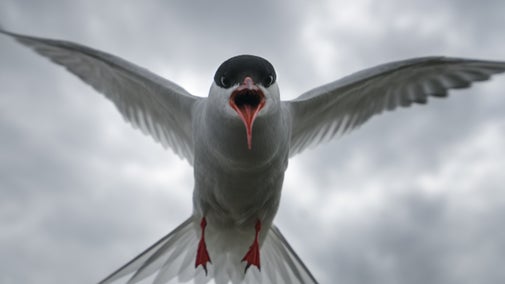 An arctic tern dives on the Farne Islands, Northumberland
